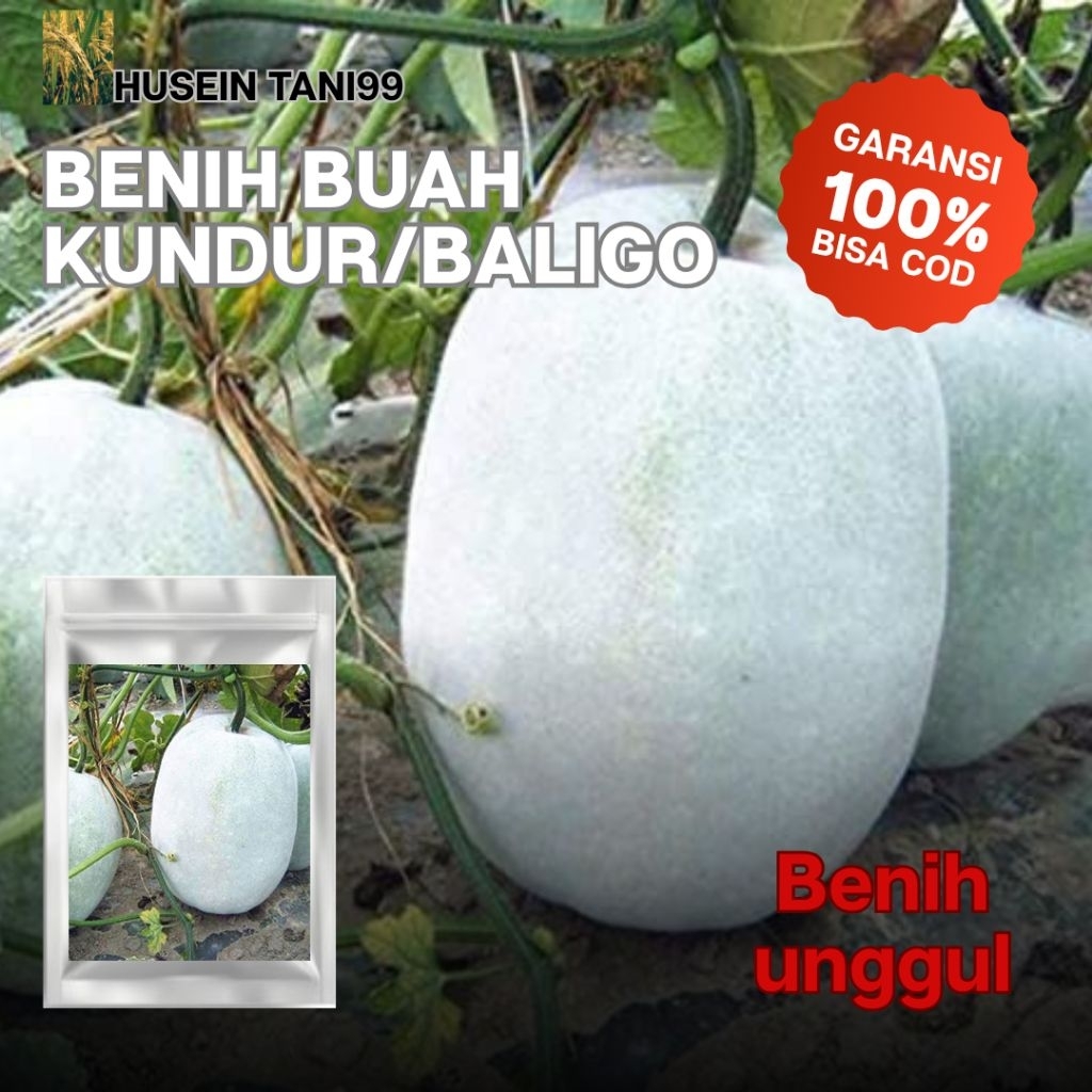 (50 biji) BIJI BENIH BUAH KUNDUR / BALIGO