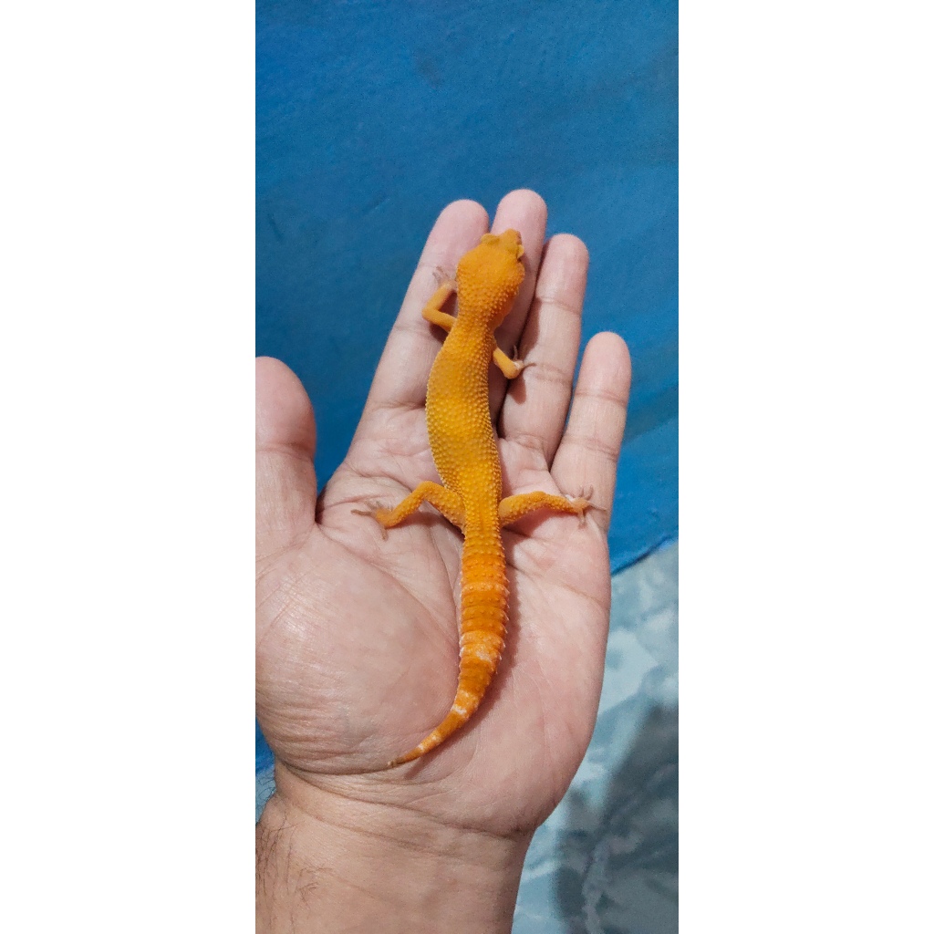 Mainan Leopard Gecko Sunglow