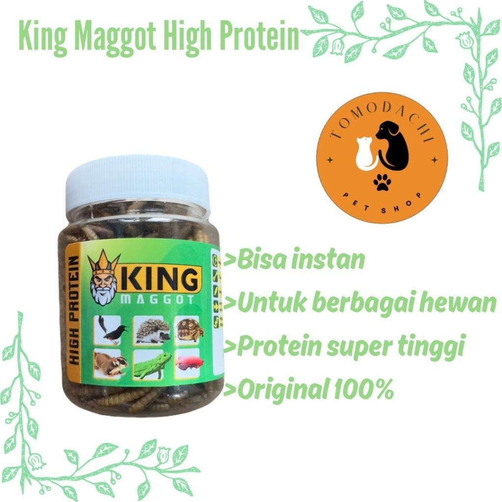 KING MAGGOT / ULAT MAGGOT UNTUK BURUNG, LANDAK MINI, KURA-KURA, SUGAR GLIDER, IGUANA, KADAL, ARWANA