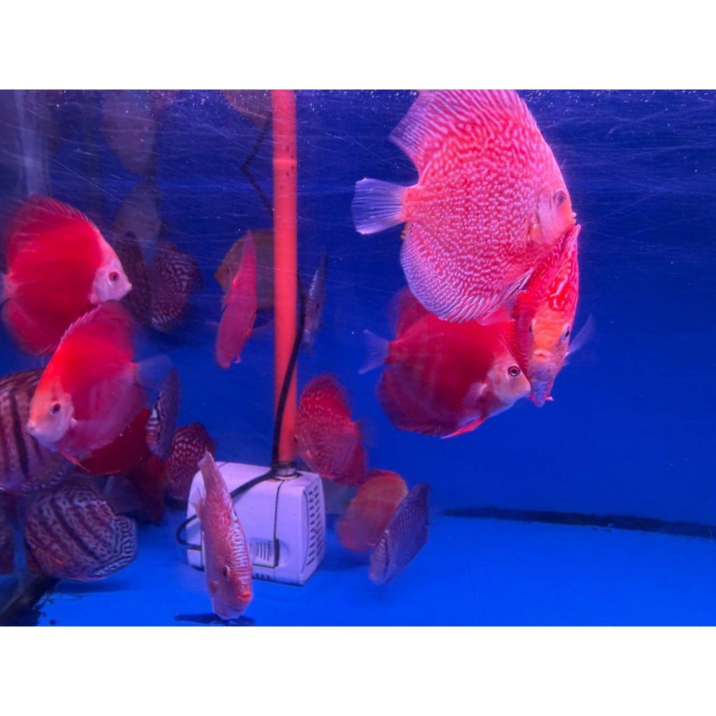 Surabaya Only Discus 3 Inch Siap Kirim