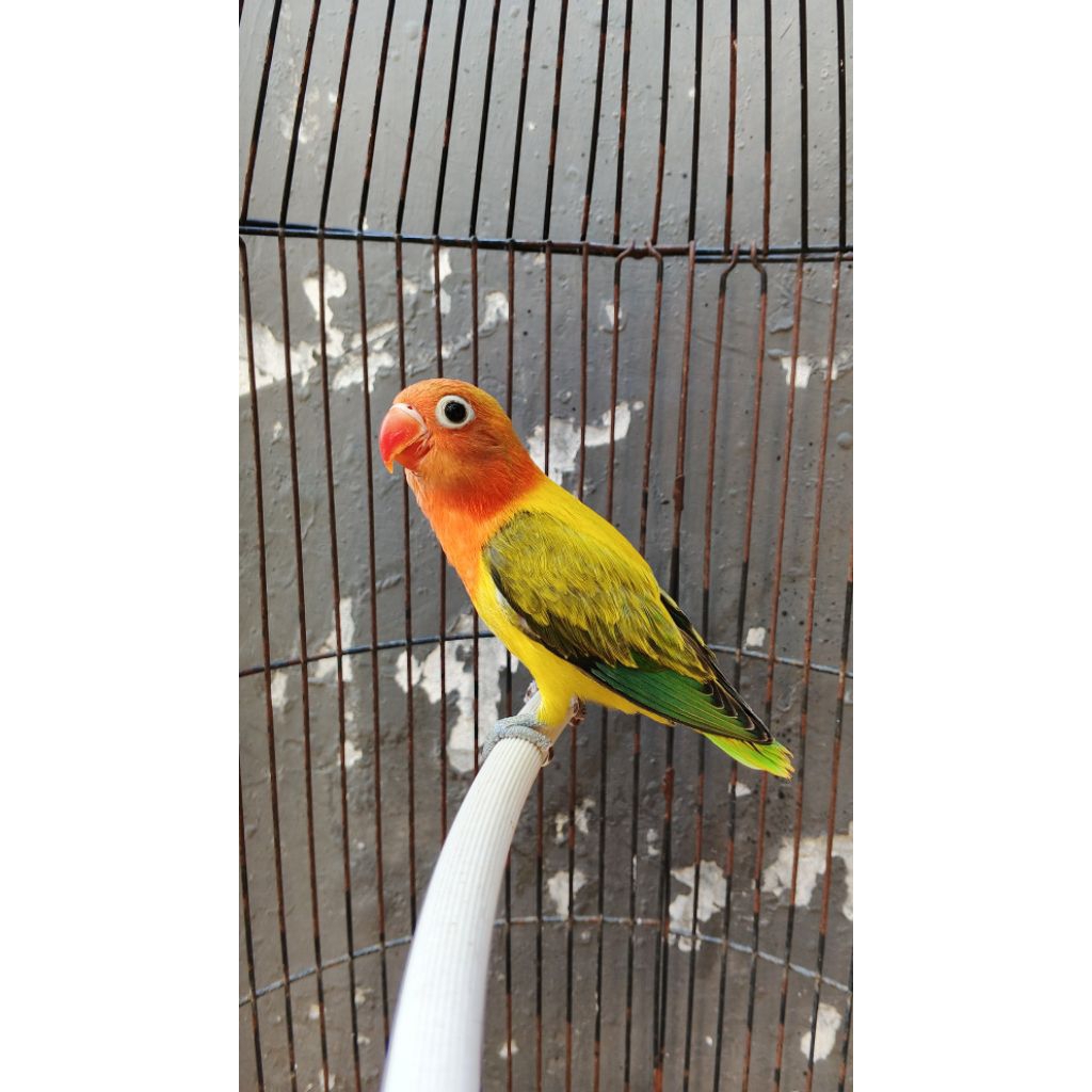 burung Lovebird paud biola euwing gold