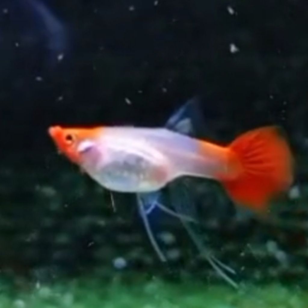 guppy WildKoi Ribbon Hiasan Aquarium