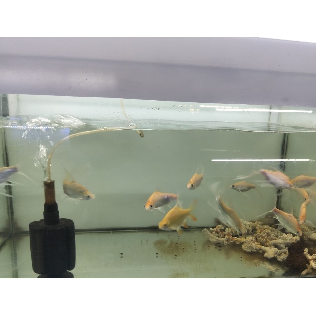Hiasan Aquarium Stiker Kaviat Albino Slayer Size 8-9 cm Ikan Pembersih Kotoran Dasaran Tankmate Arow
