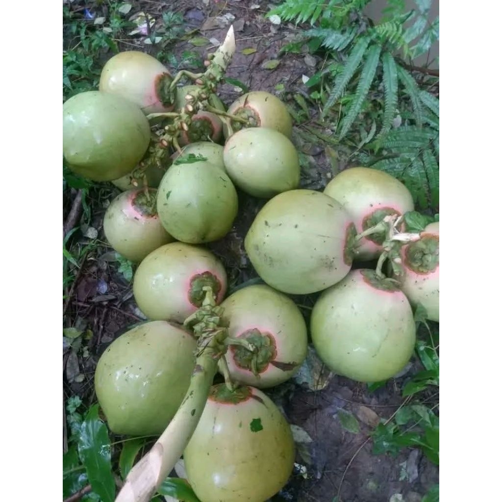 kelapa ijo dan kelapa muda
