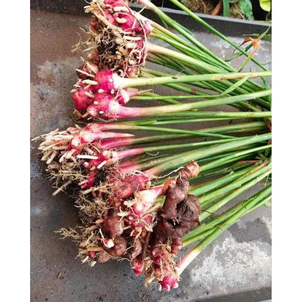 bibit jahe merah, rempah herbal jahe merah asli