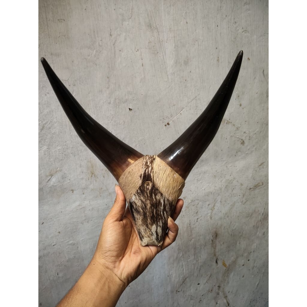 hiasan pajangan tanduk kerbau