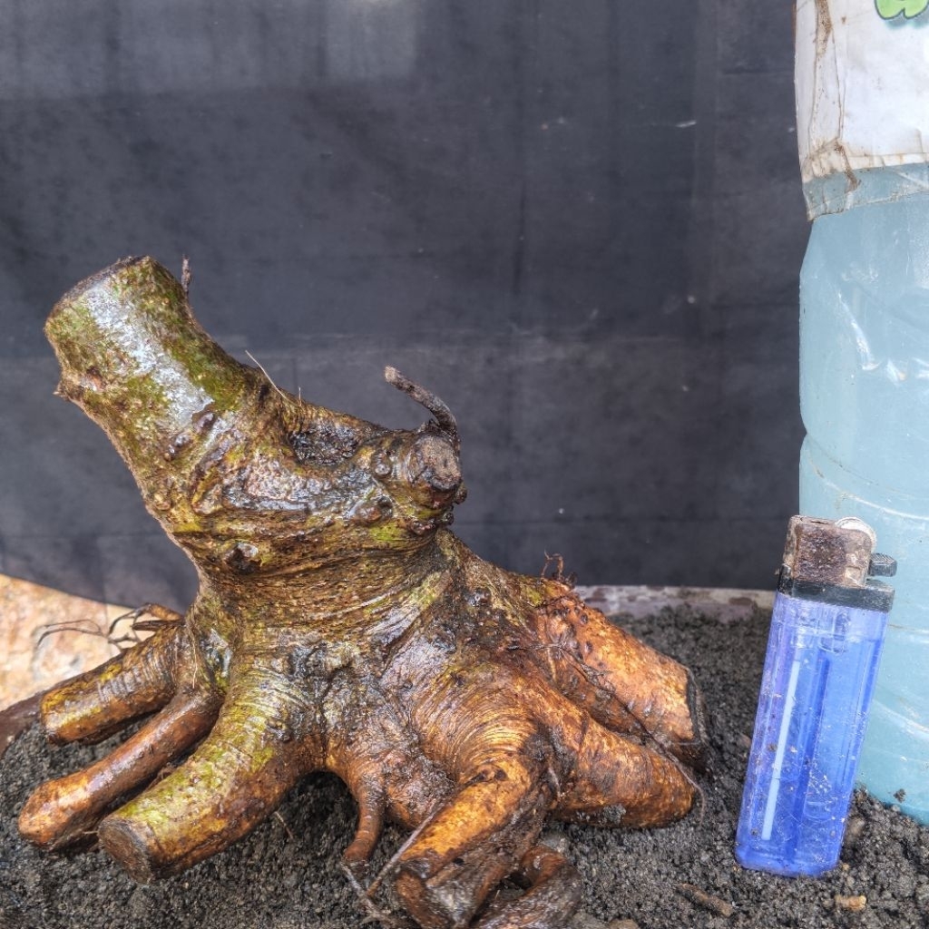 Bahan Bonsai Loa Dongkelan Bogel Formal Small Mame Size Real Pict