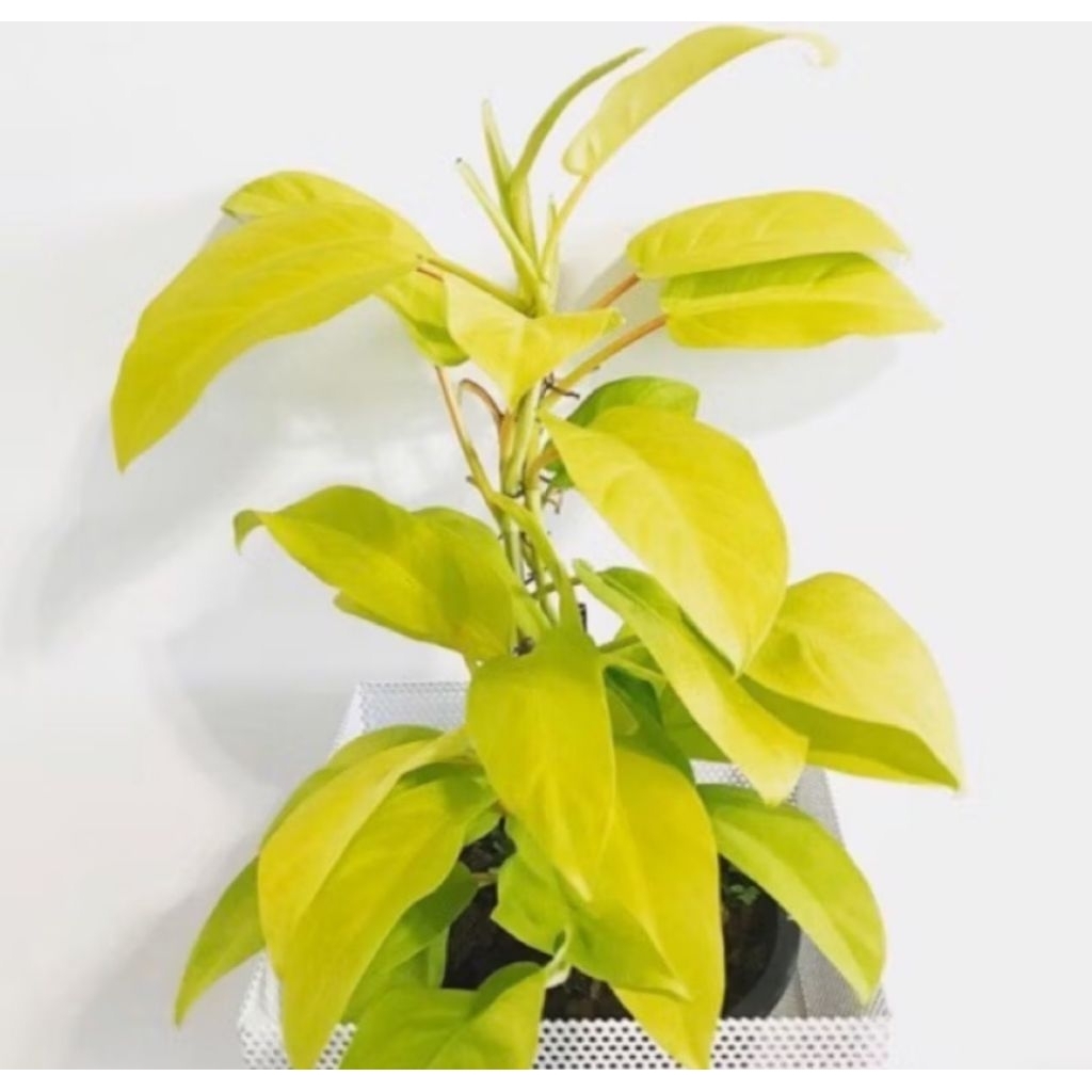 Sirih Gading Centong Lemon