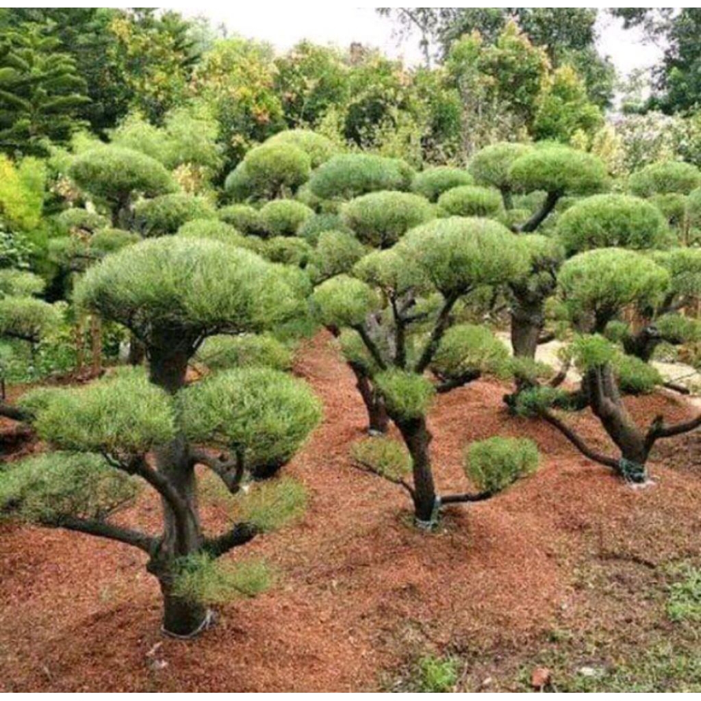 Tanaman Bonsai Cemara Udang - Tanaman Hias Bonsai Cemara Udang Sudah Jadi - Bonsai Cemara Udang Asli
