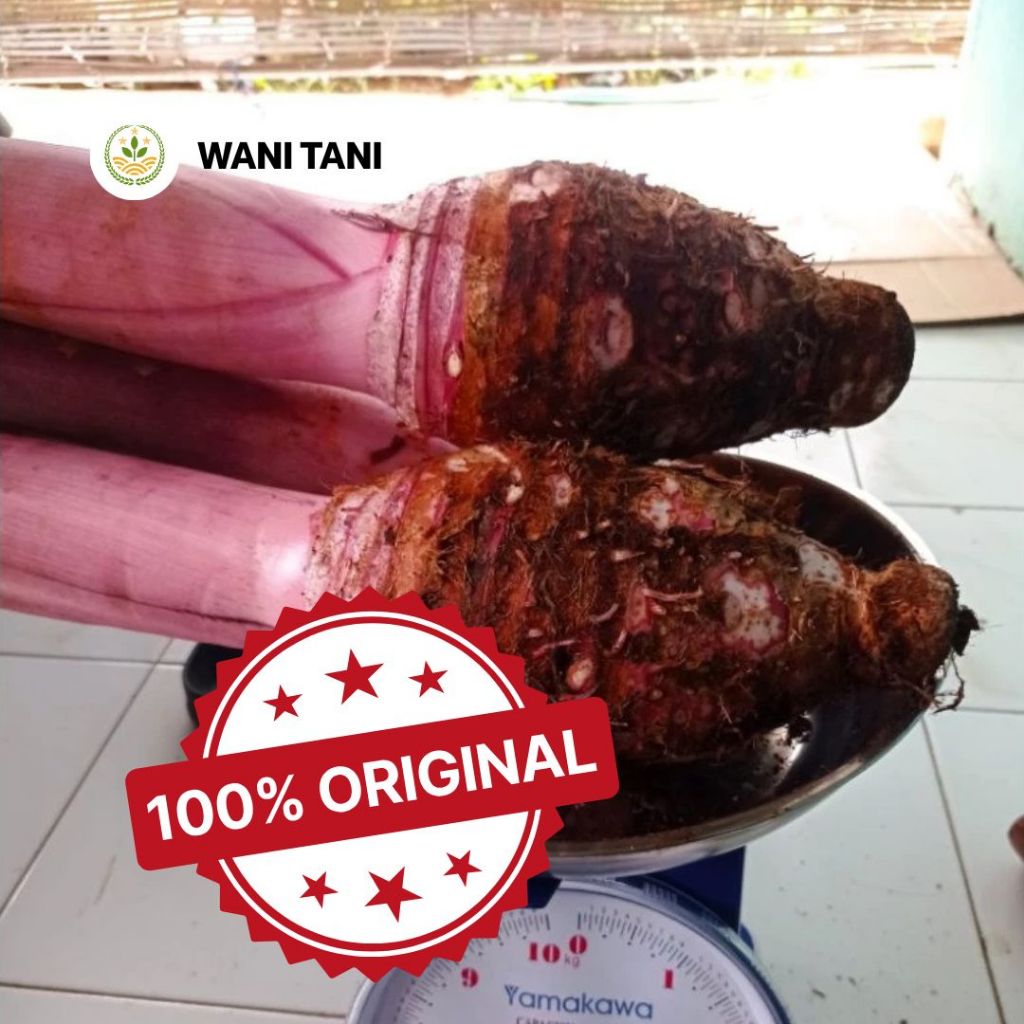 Talas Bogor / Talas Ungu super / perbatang kiloan