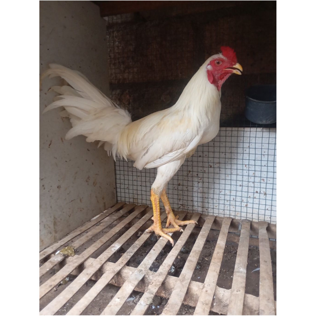 Ayam kampung putih jantan jago mudaa di jakarta