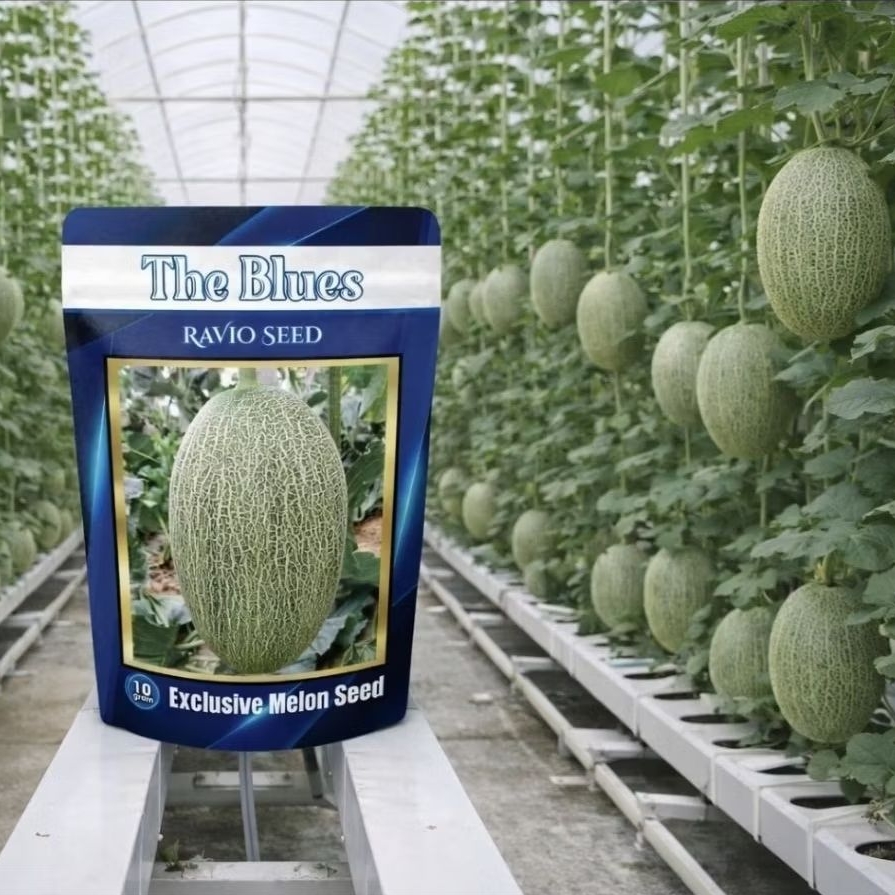 PROMO Benih Melon The Blues - Hami Melon