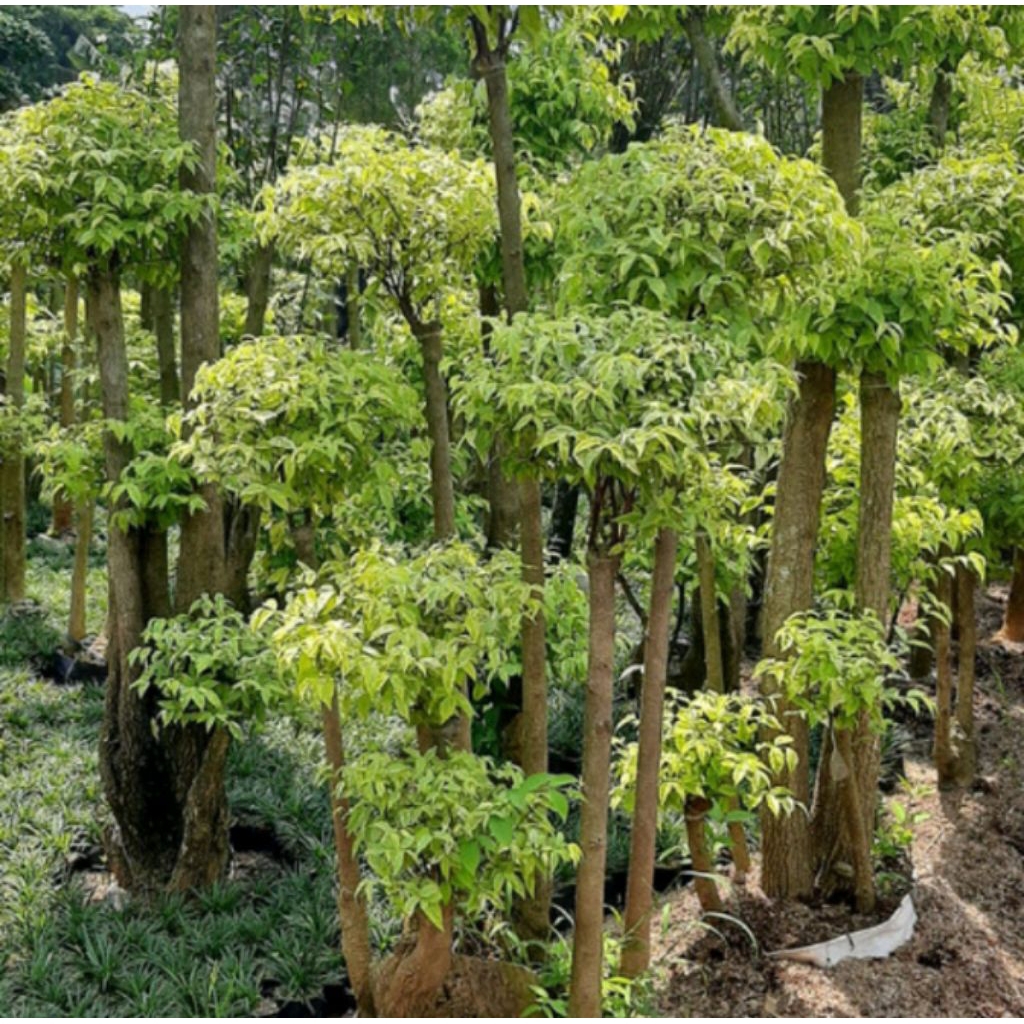 Bonsai Anting Putri Tunggu Berbeda - Tanaman Hidup Beringin Bonsai Anting Putri Siap Pajang 1 Meter
