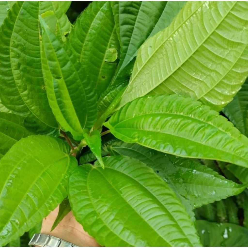 Daun pohpohan,lalapan segar