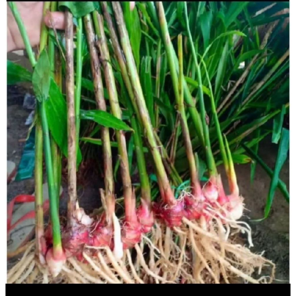 bibit tanaman jahe merah siap tanam