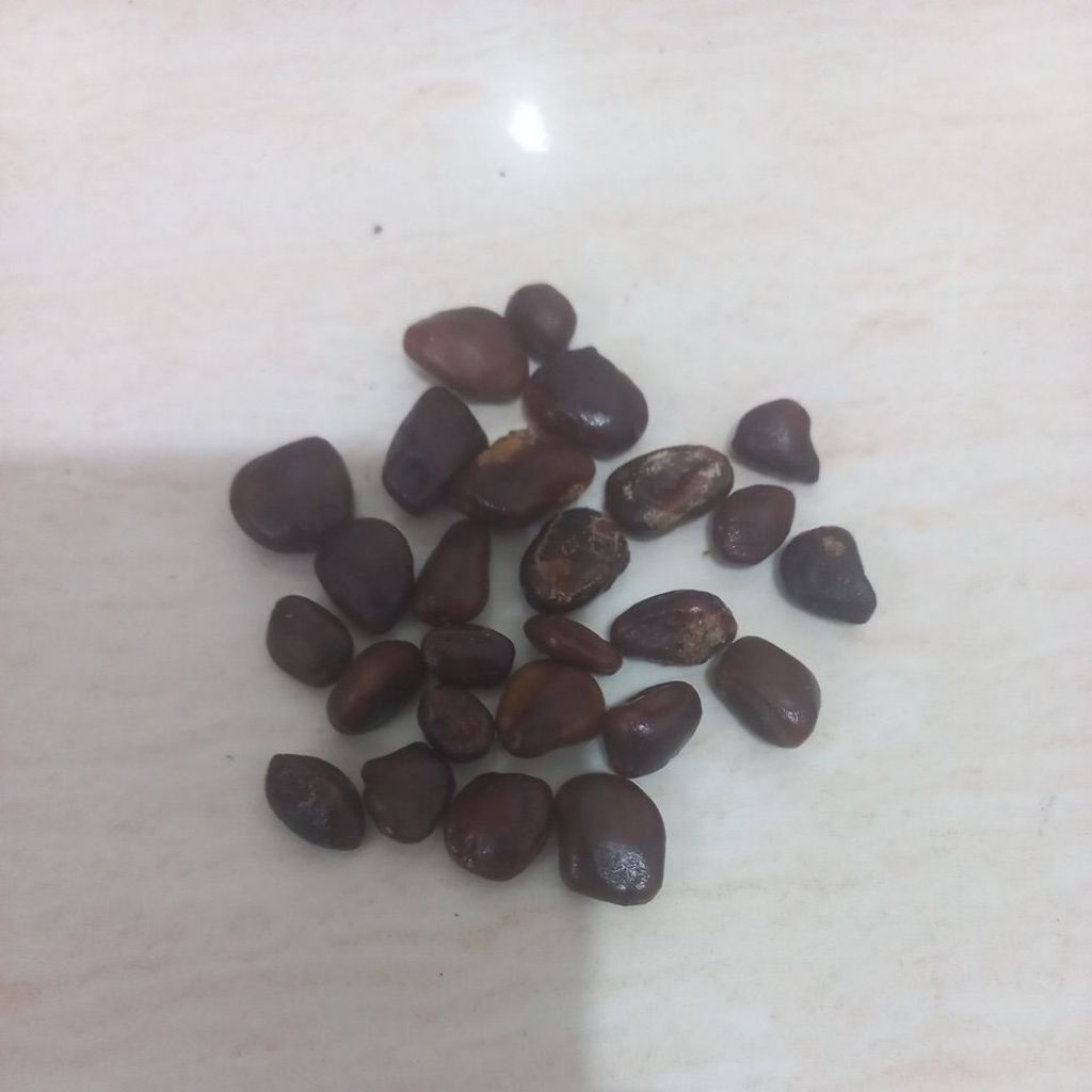 Bibit/biji asem jawa bahan bonsai