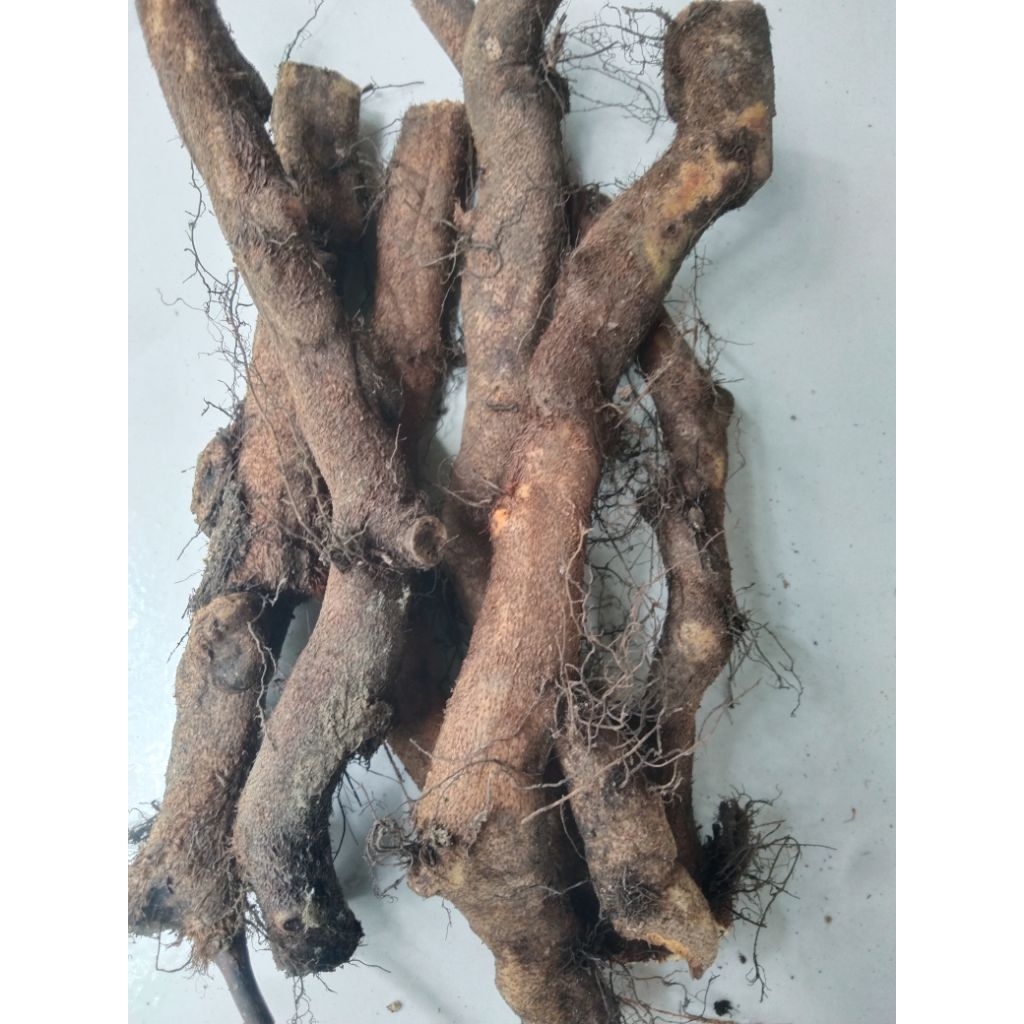 akar pakis aren akar pakis kaung/250grm