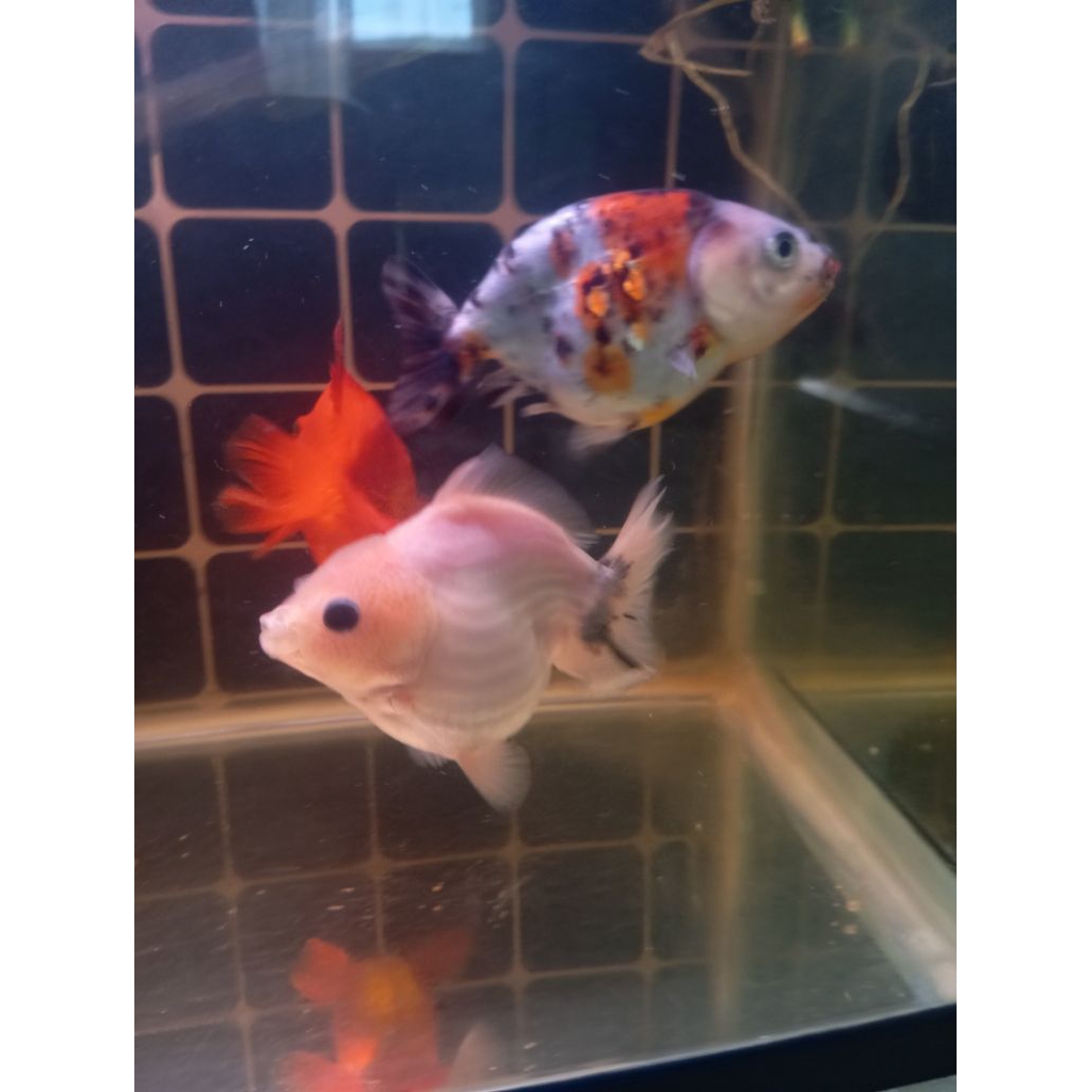 Ikan Koki Oranda Short Tail, OST white, size 9 cm