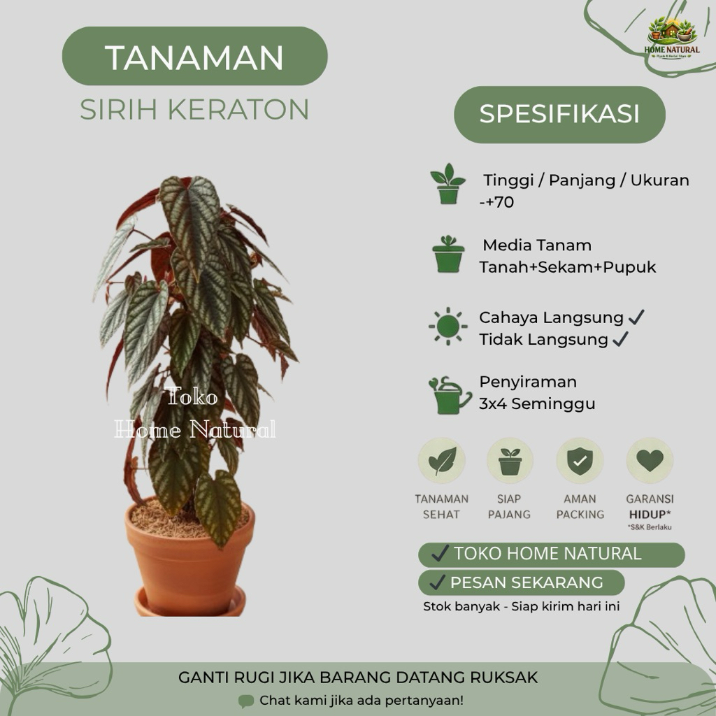 Bibit sirih raja atau sirih keraton/Sirih merah