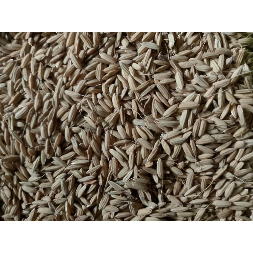 Bibit Padi Merah / padi ojorele Merah per 1 kg