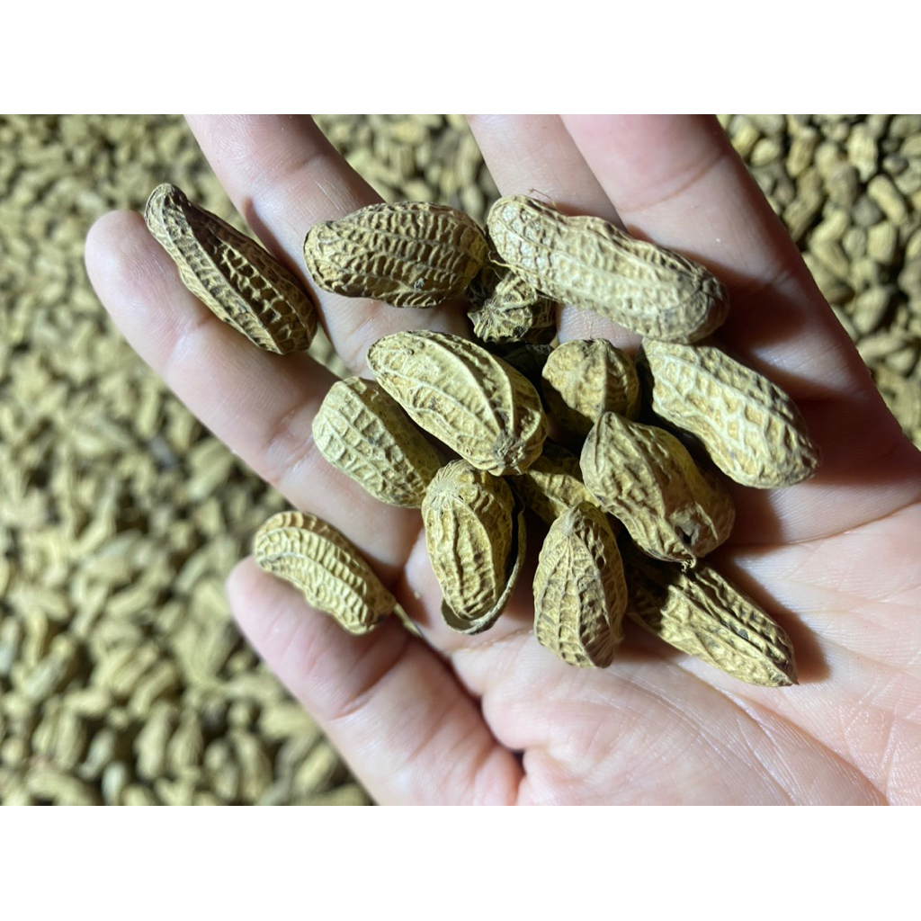 KACANG KULIT TANAH GORENG SANGRAI Lokal premium