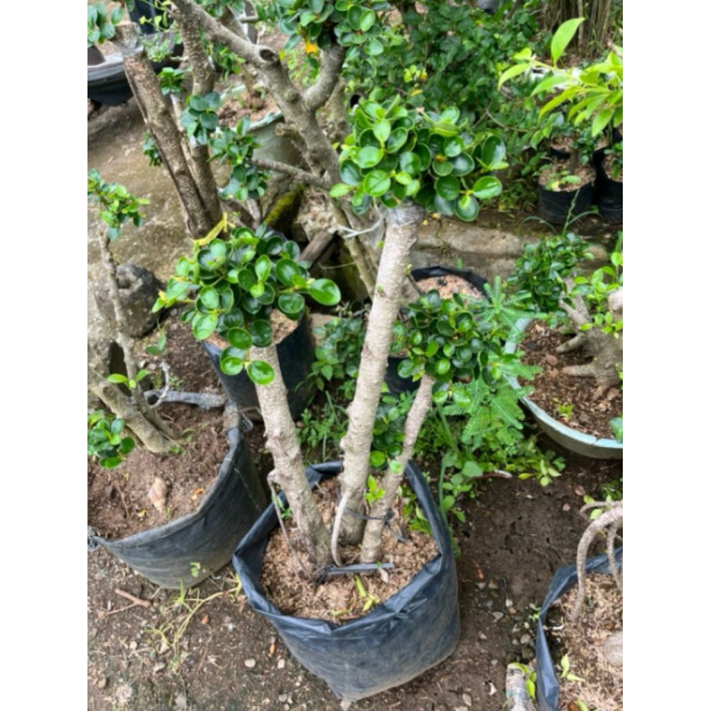 Bonsai Beringin Korea - Bonsai Beringin Korea Murah