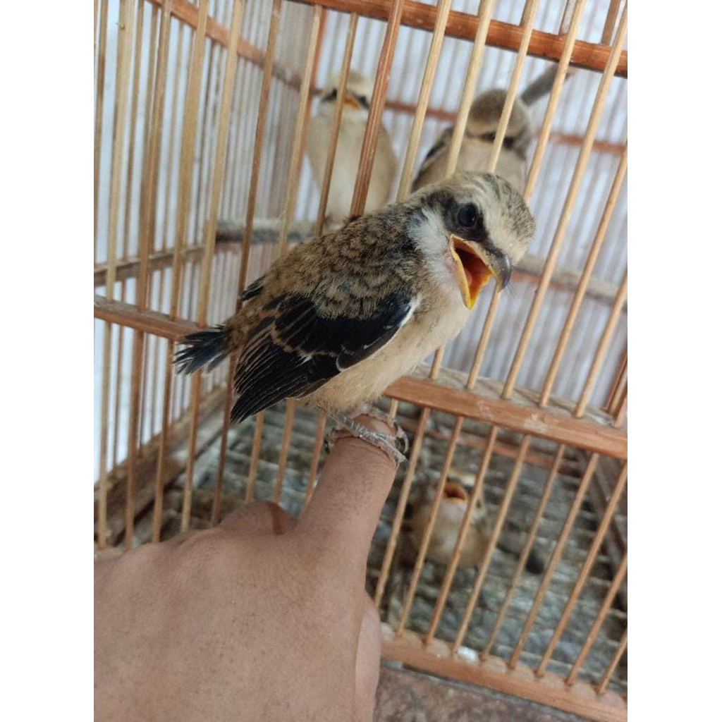 burung pentet jawa timur anakan sehat gemuk