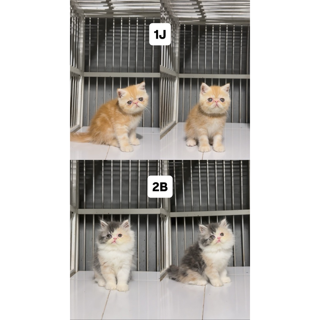 Kucing Kitten Persia Peaknose