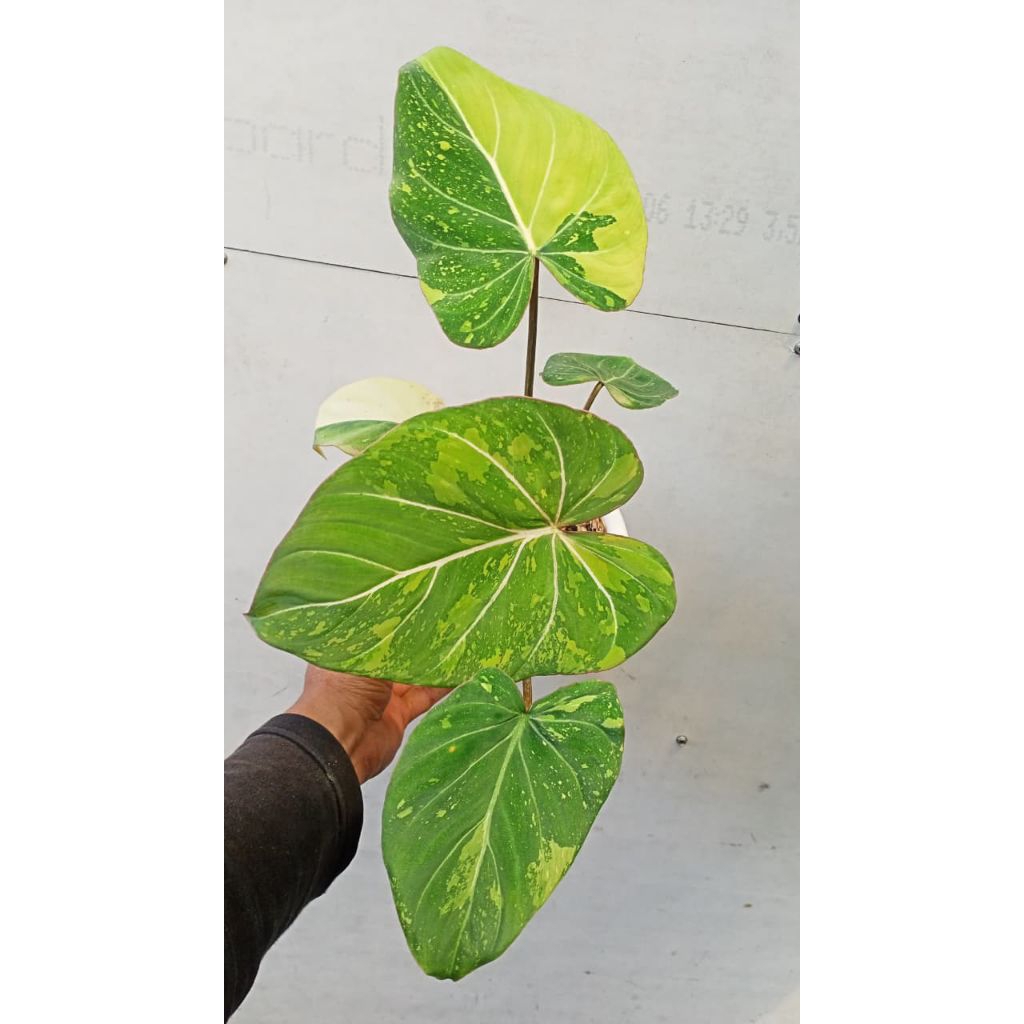 Tanaman Hias Philodendron Gloriosum Variegata Three colouro