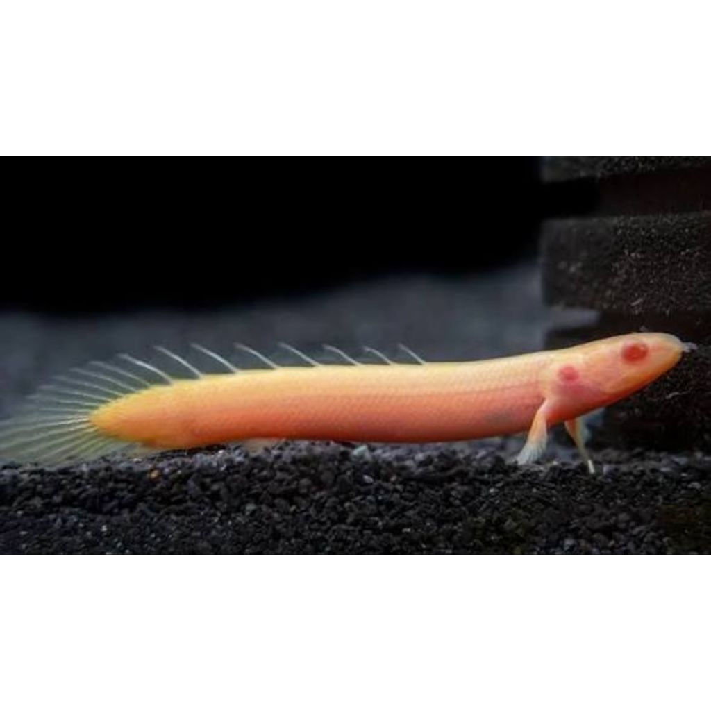 Stiker Palmas Albino 8-10cm Bergaransi Kirim