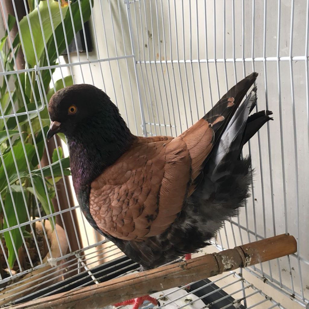Merpati hias american modena