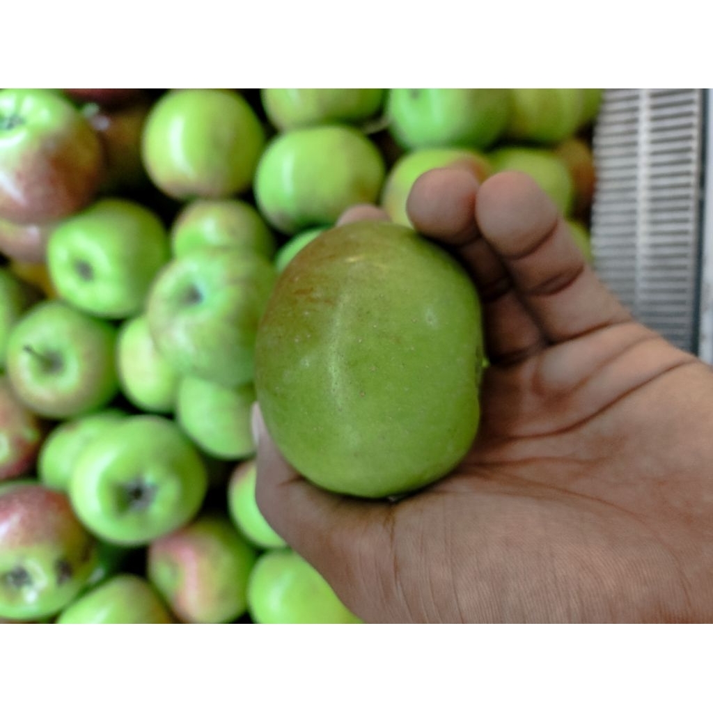 buah apel malang buah apel hijau lokal buah Nusantara 1kg