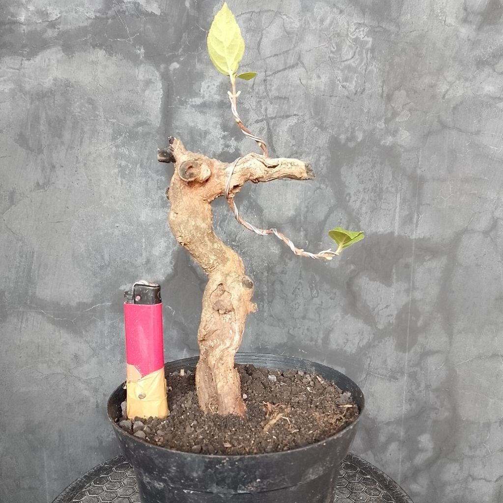 Bonsai wahong laut