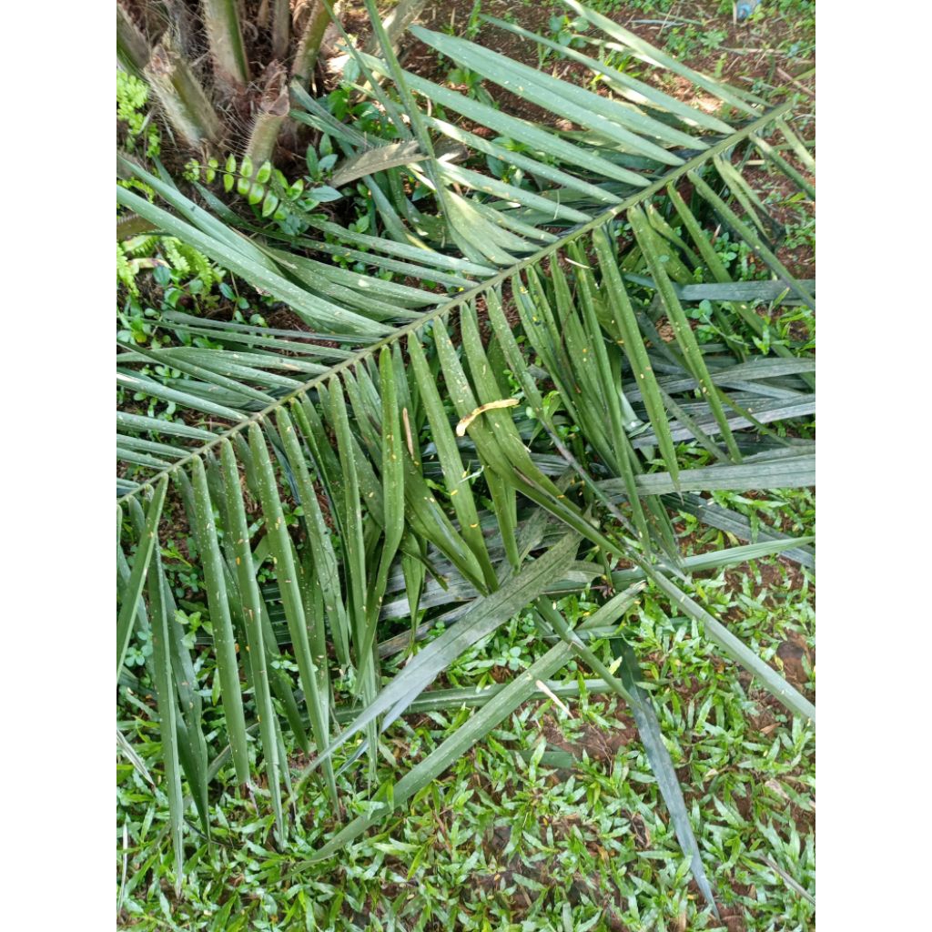 pelepah batang dan daun kelapa sawit panjang 1 meter
