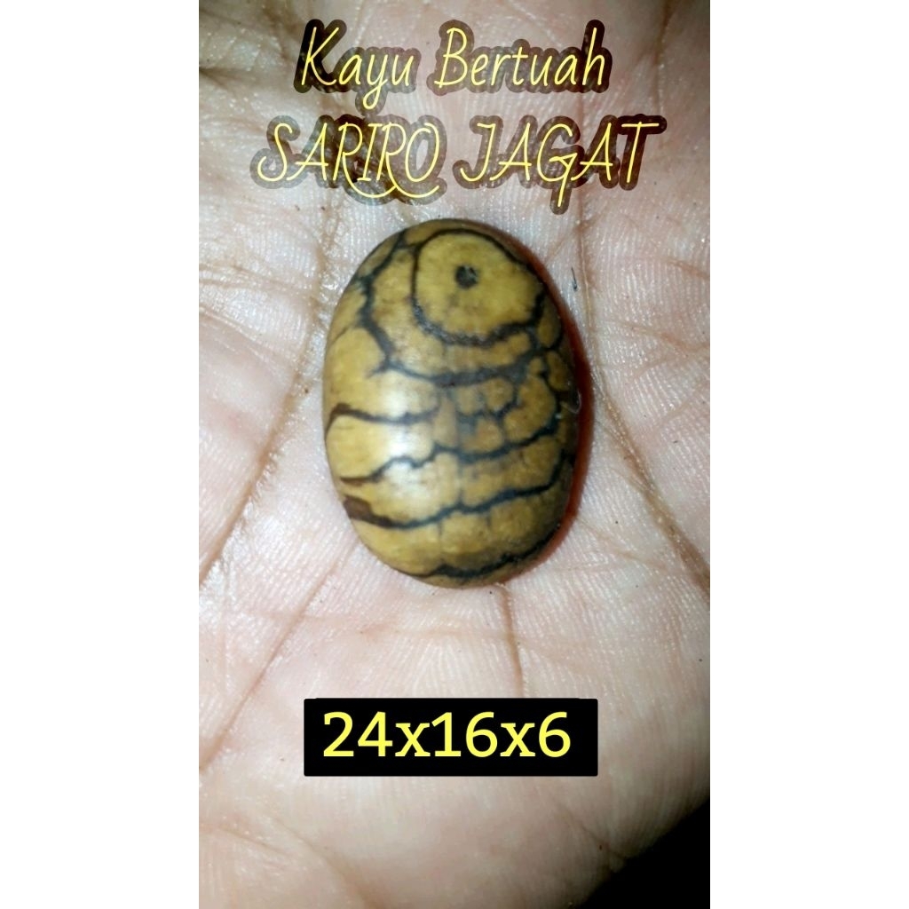 Kayu SARIRO JAGAT Mati NGURAK