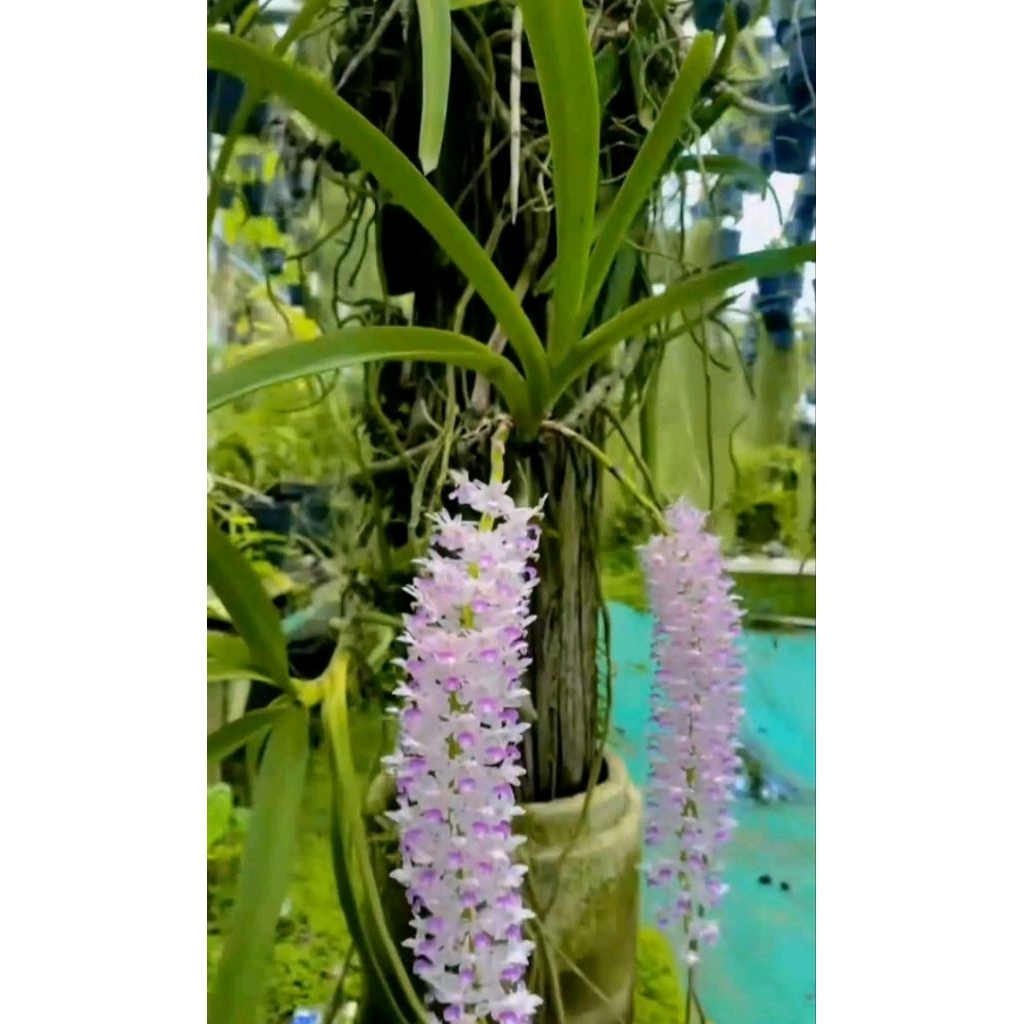 anggrek retusa ekor tupai dewasa+media dan gantungan