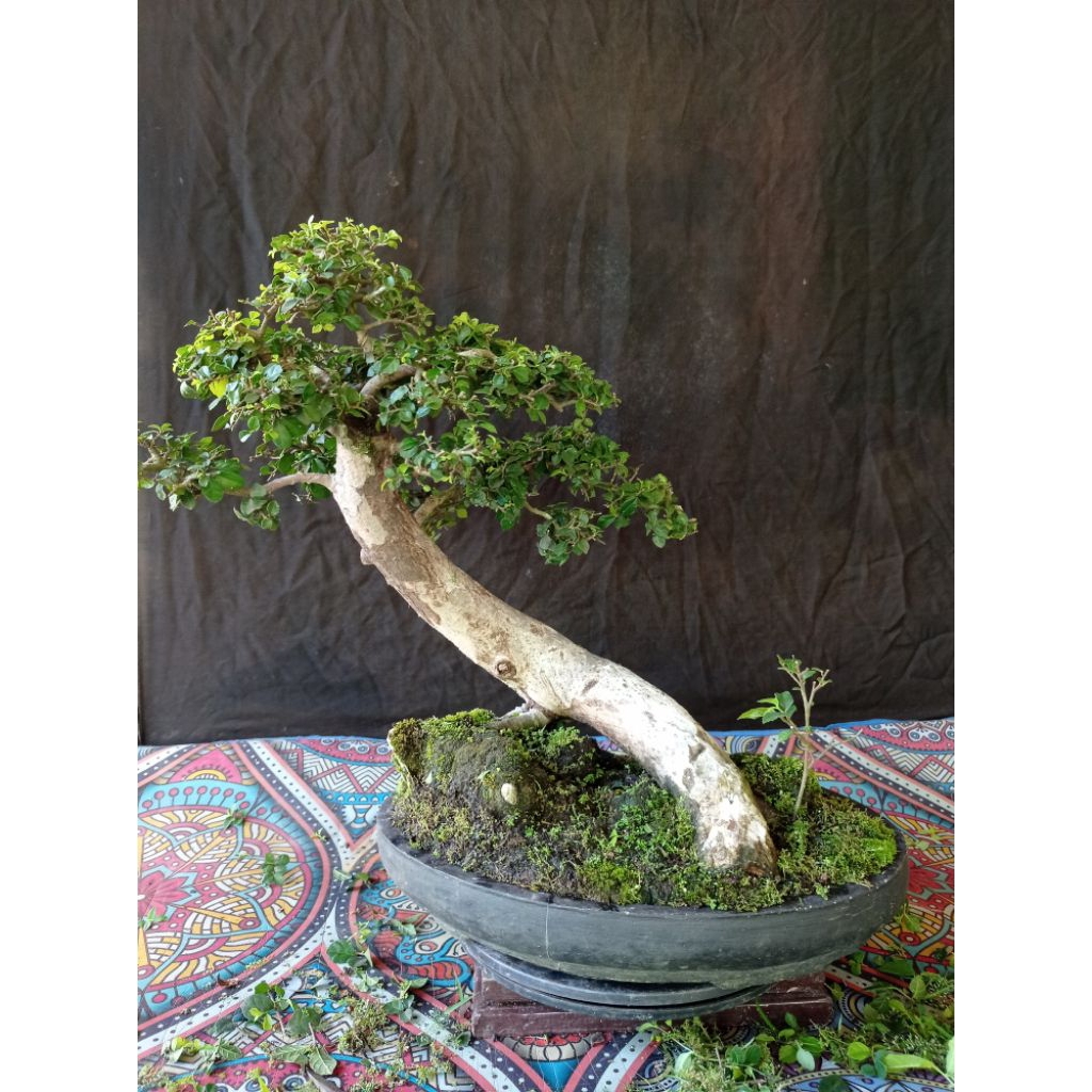 Bonsai serut siap pajang