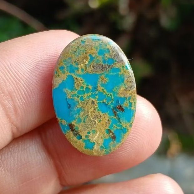 pirus persia serat emas