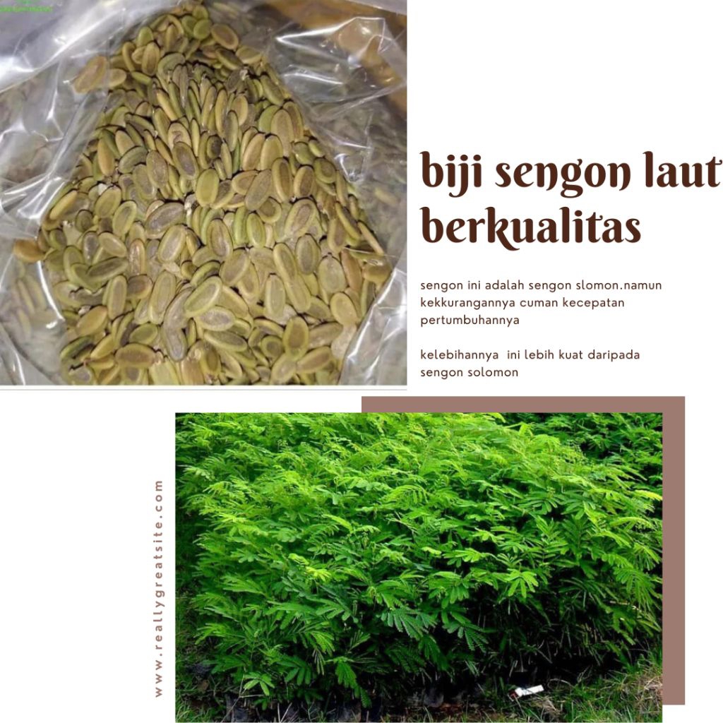 sengon laut/sengon biasa/sengon biji berkualitas