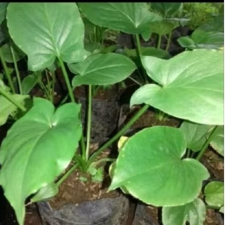 bibit tanaman keladi tikus per umbi