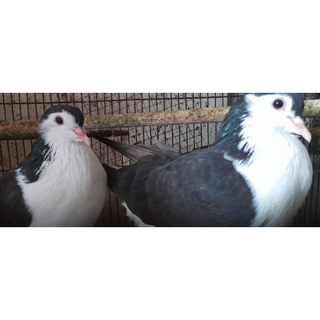 BURUNG MERPATI HIAS LAHORE BLACK SEPASANG REMAJA "burung sesuai foto video"