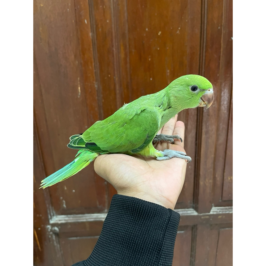 Indian ringneck green