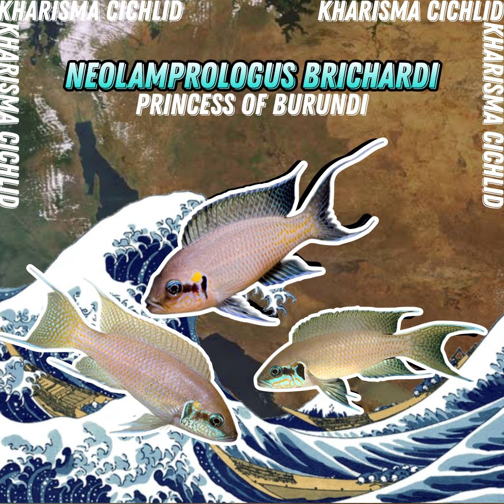 Neolamprologus Brichardi Cichlid Tanganyika