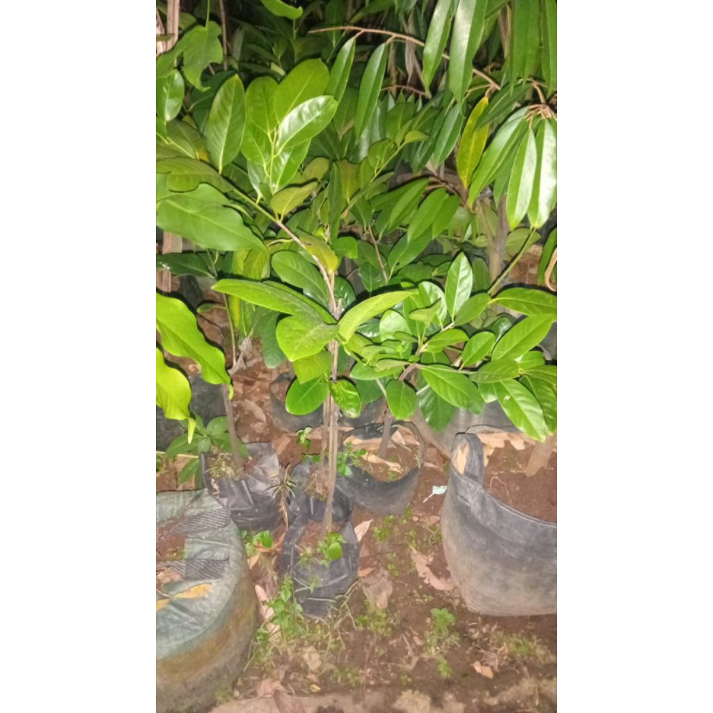 bibit sawo black sapote
