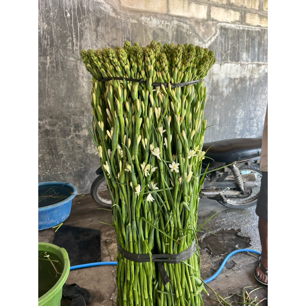 Bunga sedap malam jumbo wangi untuk hiasan rumah