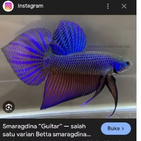 wild betta smaragdina guitar blue thailand garansi