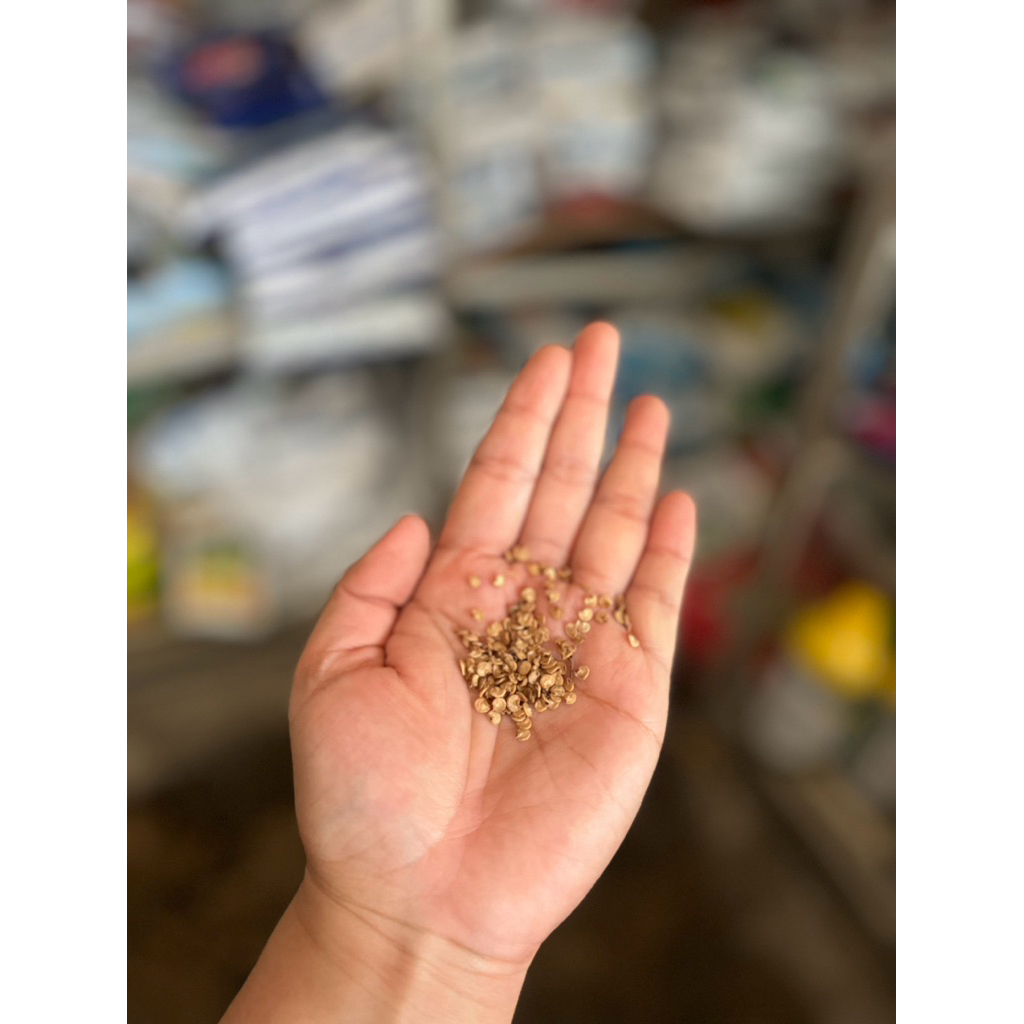 bibit cabe rawit lokal karo ukuran 30 gram