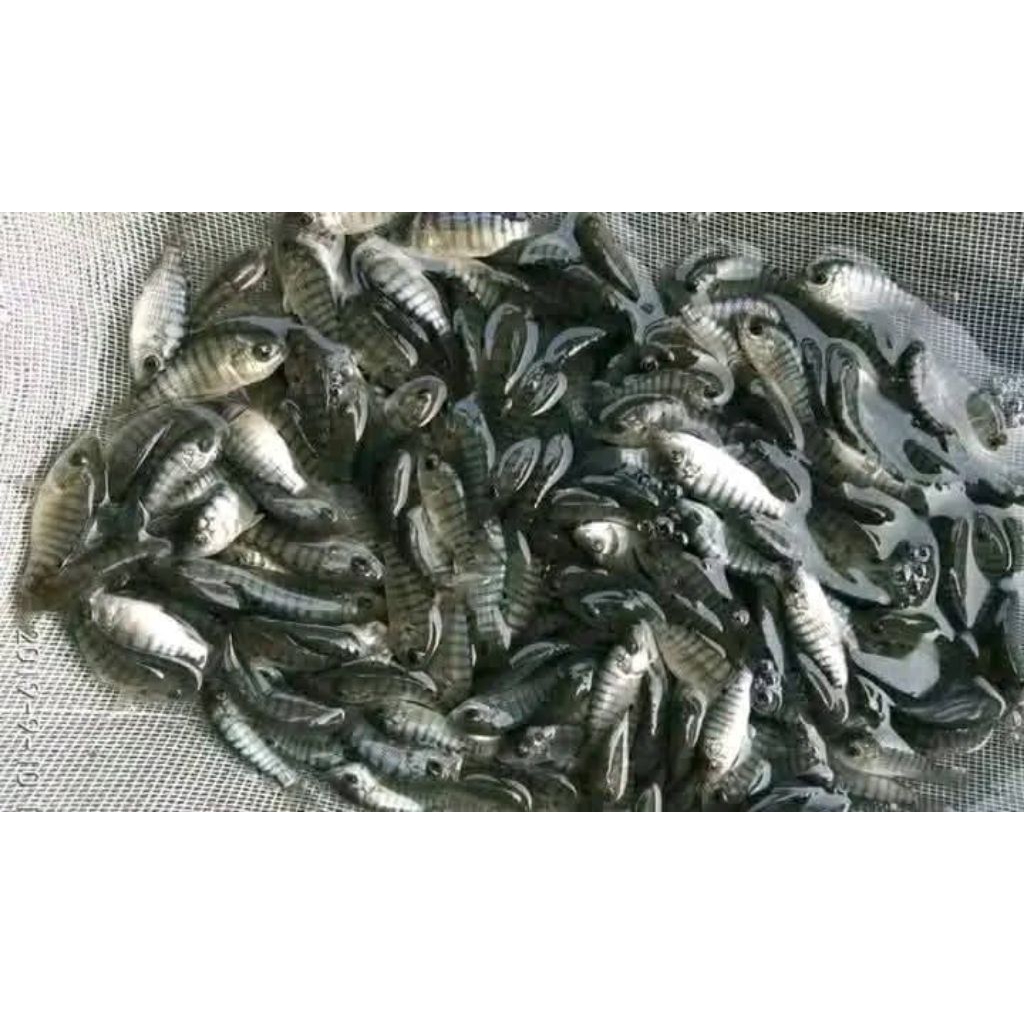 bibit ikan nila