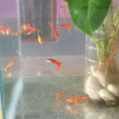 Ikan Guppy AFR Albino Full Red Sepasang Usia Remaja - Hiasan Aquarium Elegan