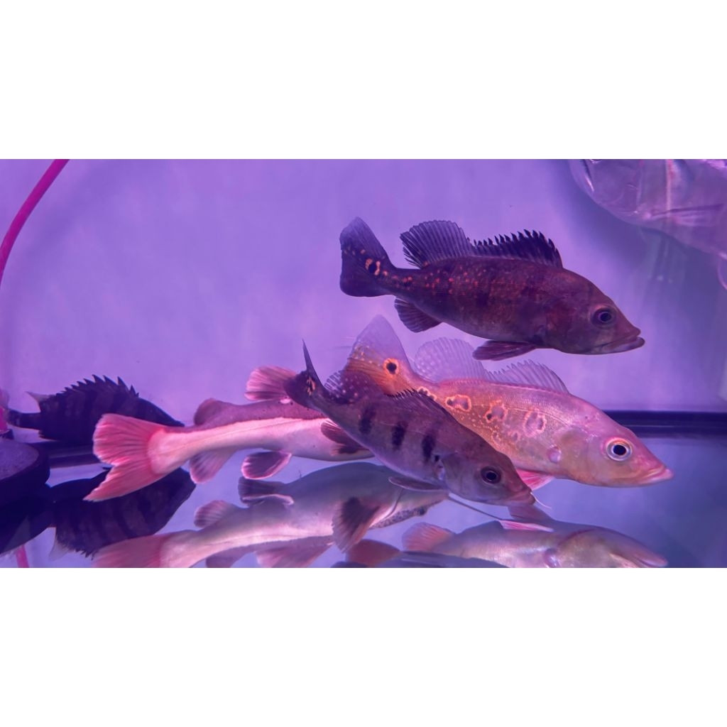 Ikan Peacock Bass Mono PBASS MONO